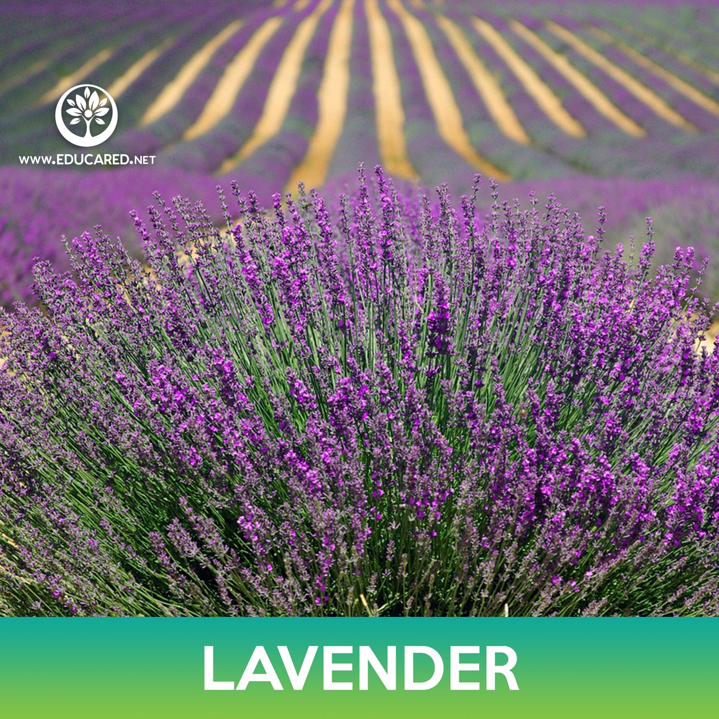 Lavender Seeds