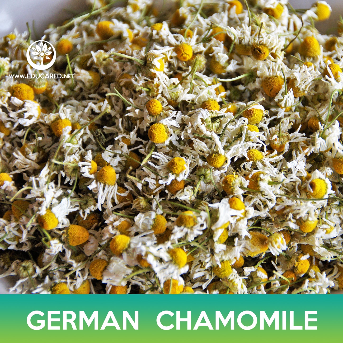German Chamomile Flower Seeds, Matricaria recutita