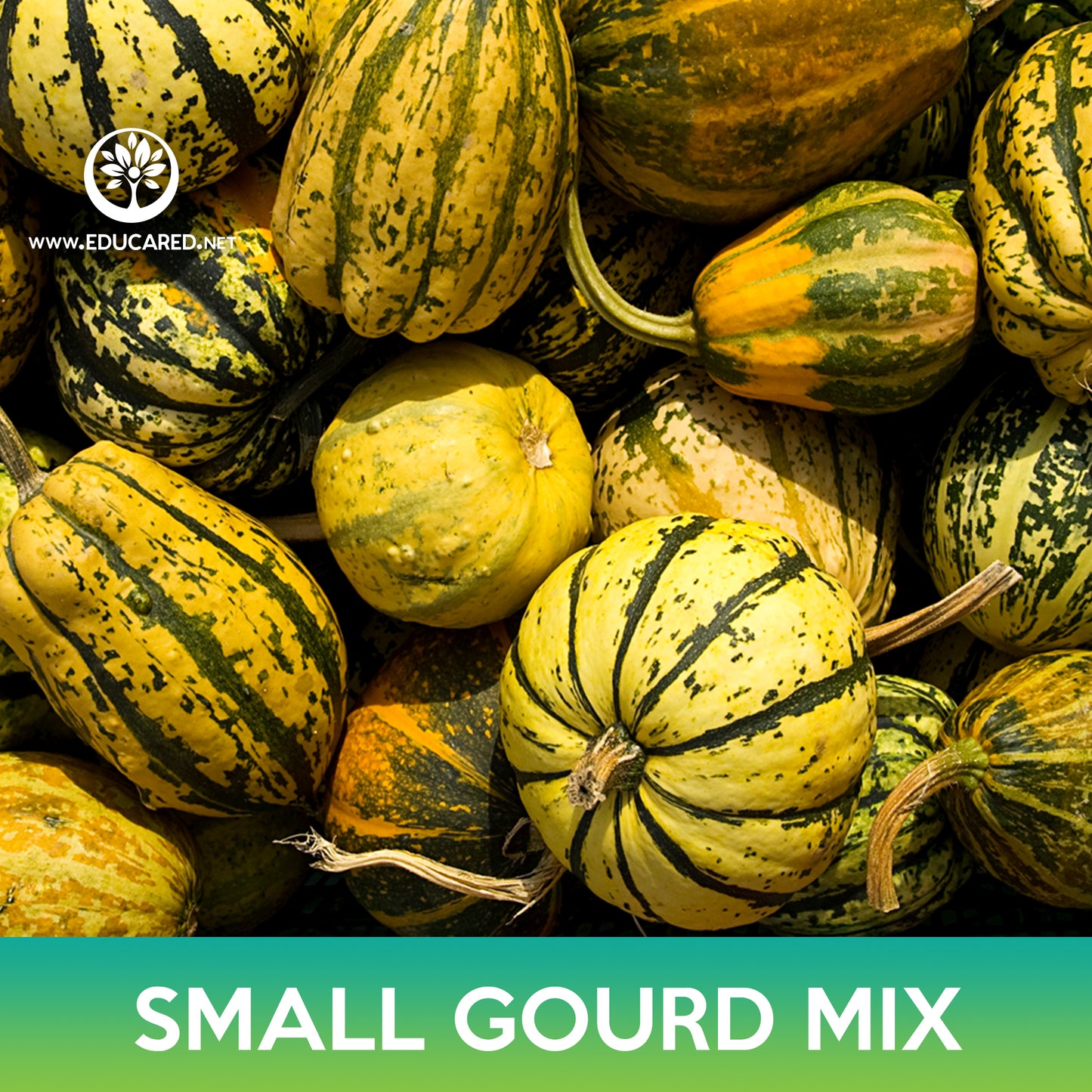 Small Gourd Mix Seeds