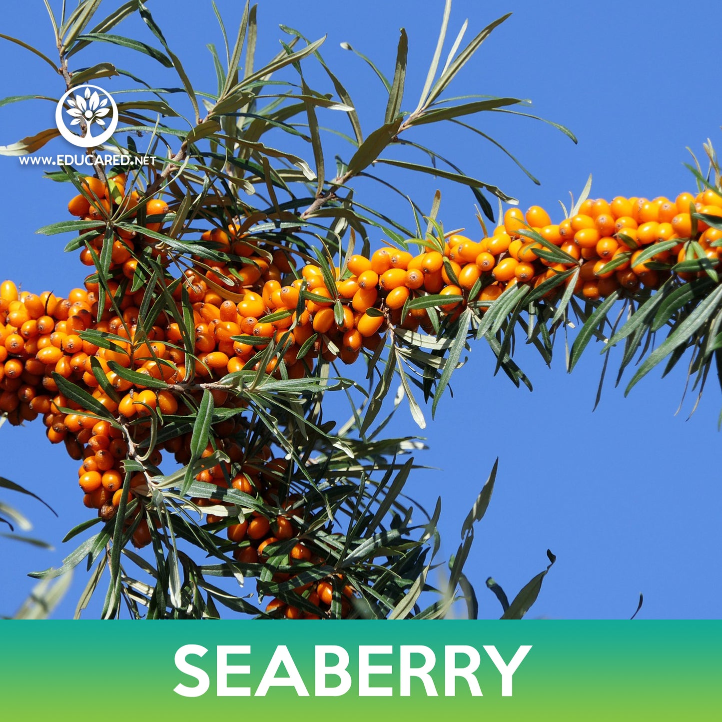 Seaberry Seeds