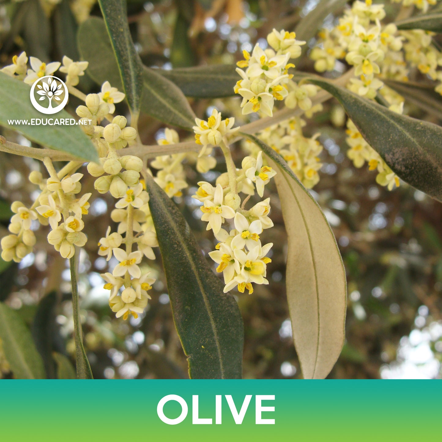 Olive Tree Seeds