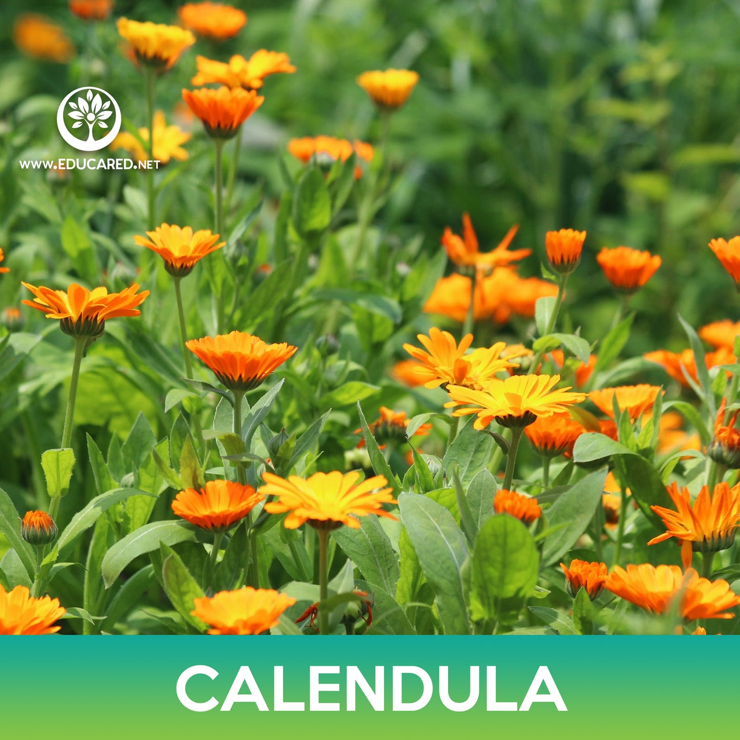 Calendula Seeds, Calendula Officinalis