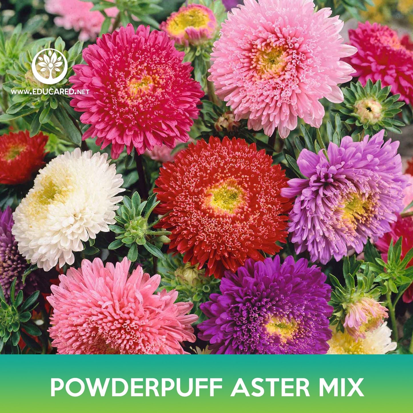 Powderpuff Aster Flower Mix Seeds, Callistephus Chinensis