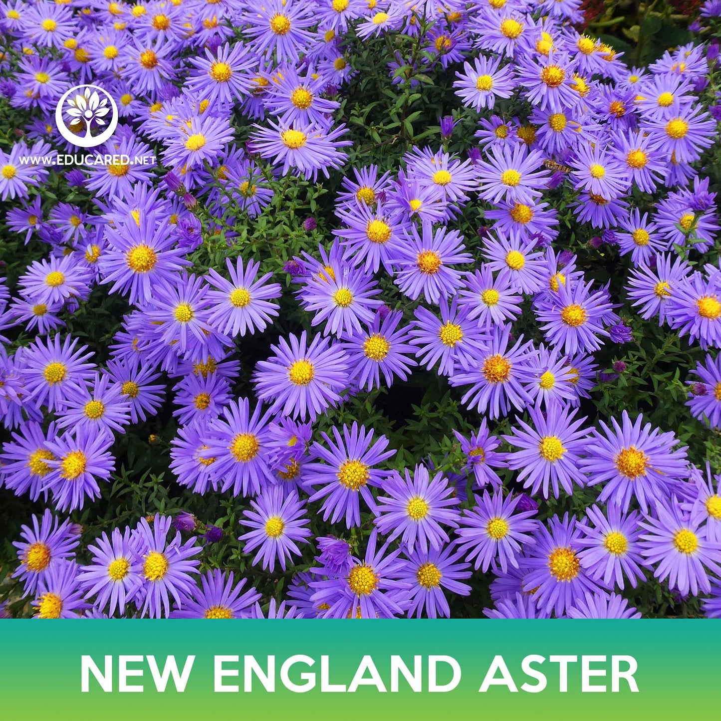 New England Aster Flower Seeds, Michaelmas Daisy
