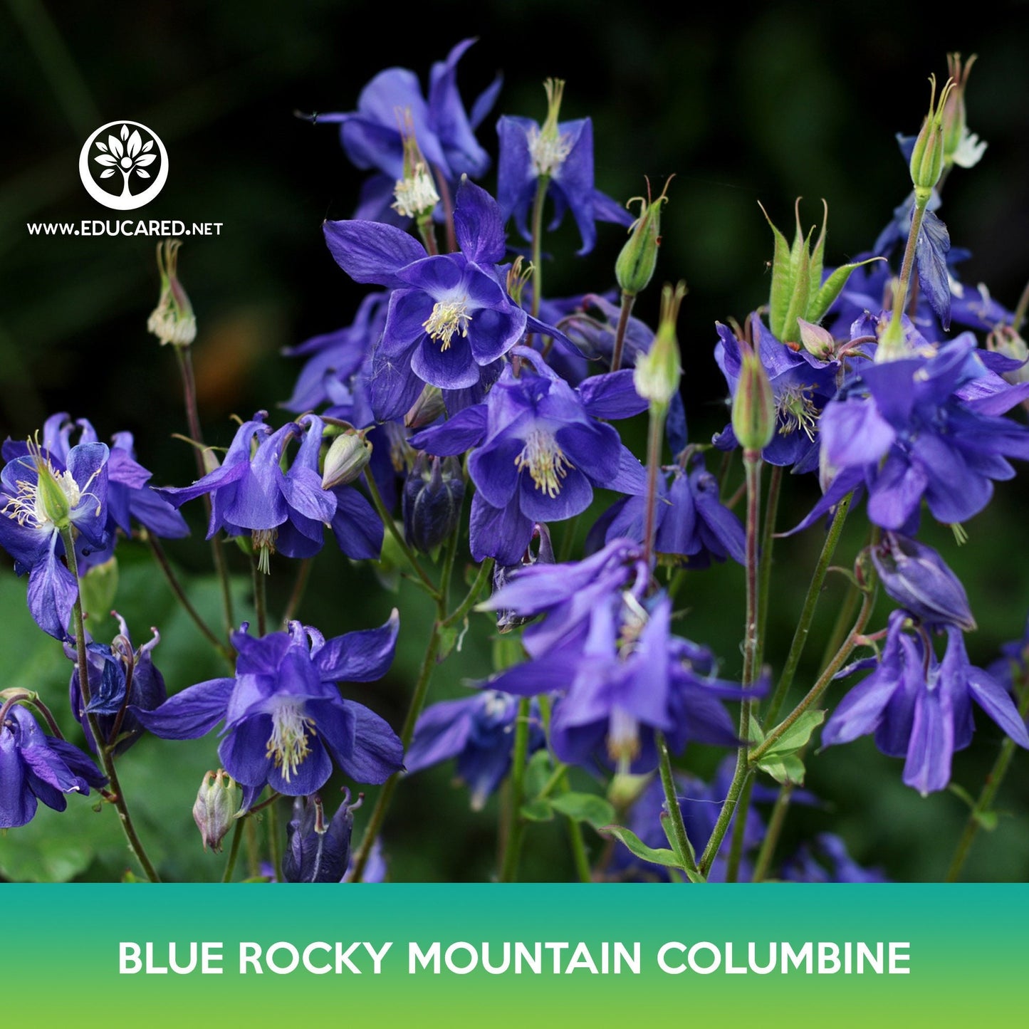 Blue Rocky Mountain Columbine Flower Seeds