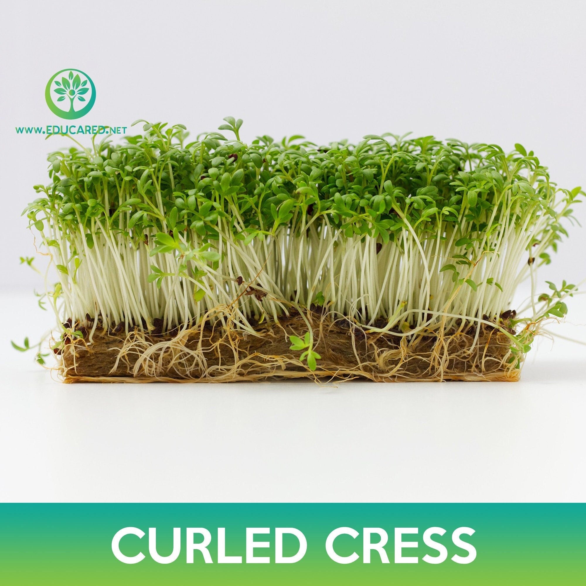 plant cress seeds Curled Cress Seeds – Educared