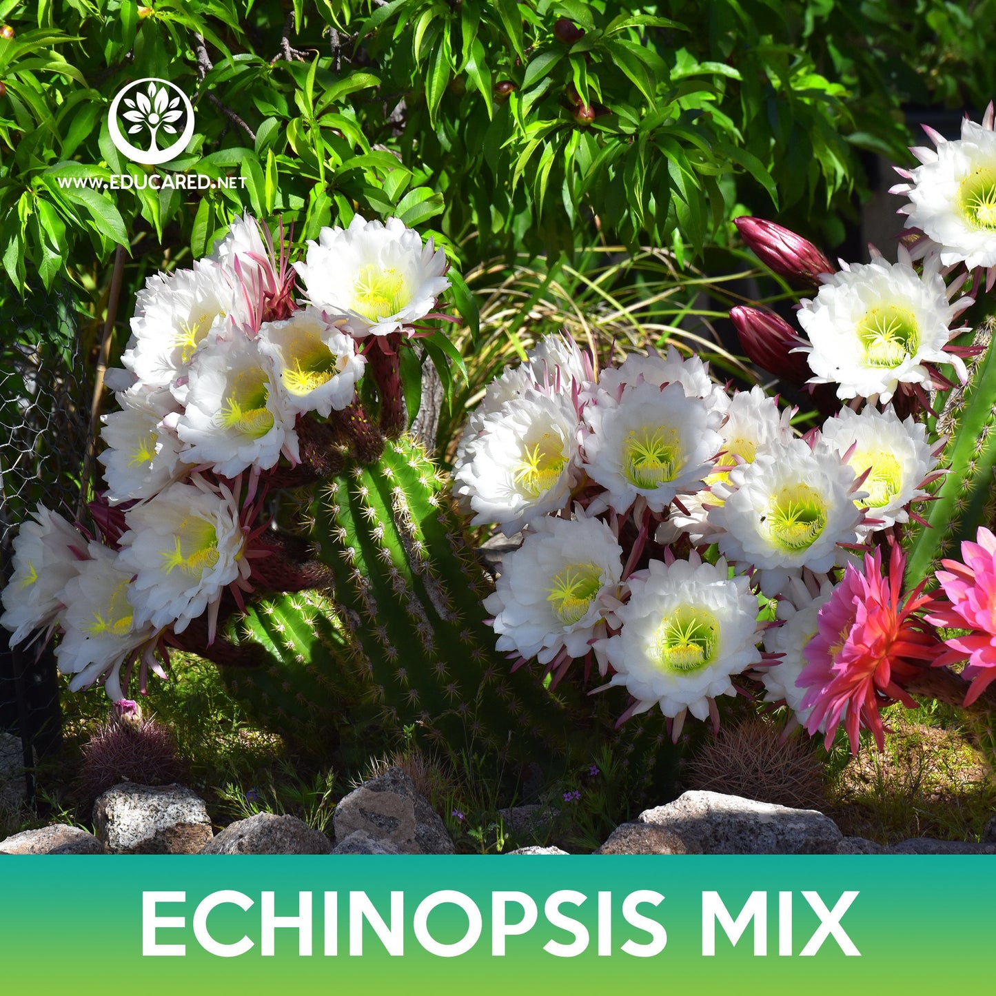 Echinopsis Cactus Mix Seeds