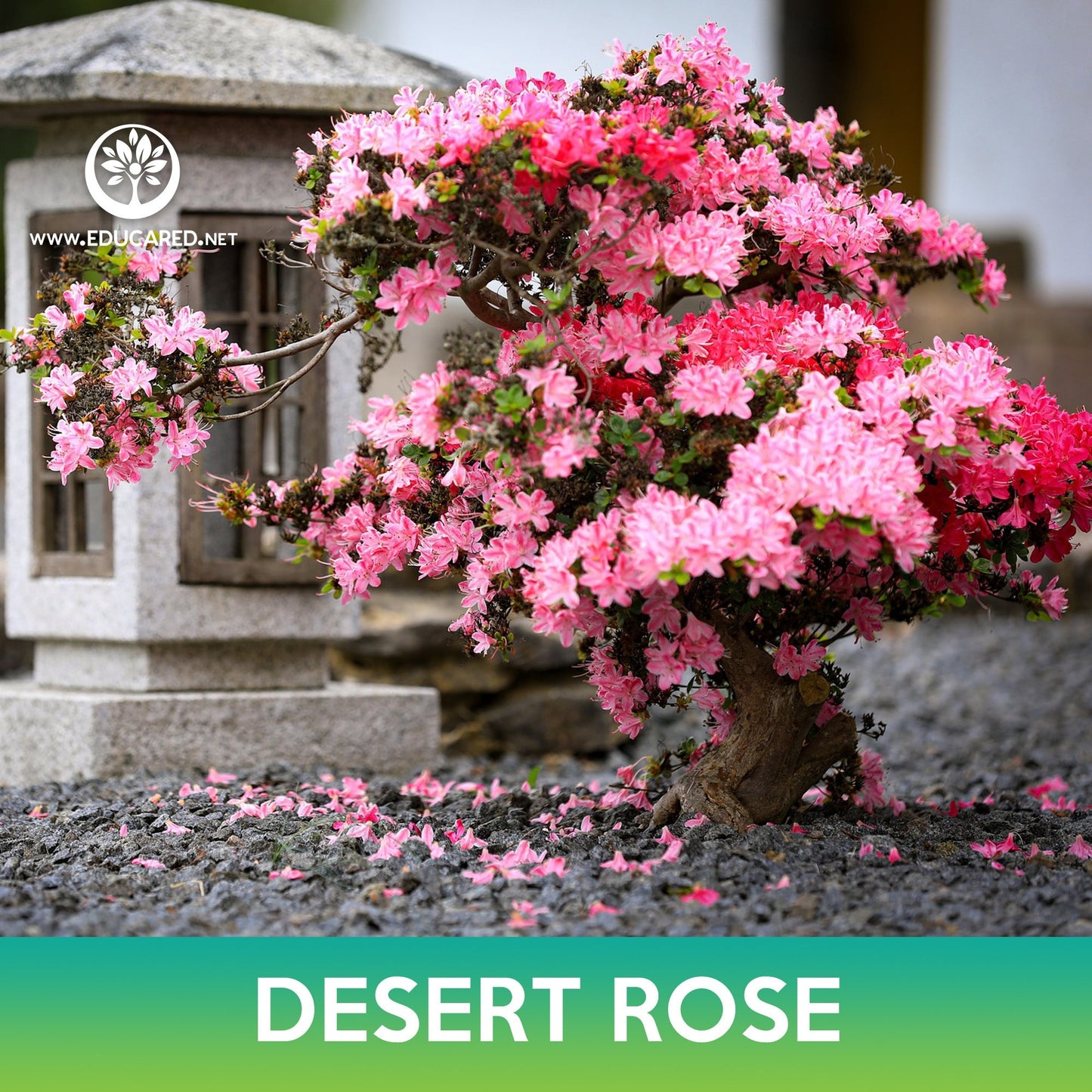 Desert Rose Succulent Tree Seeds