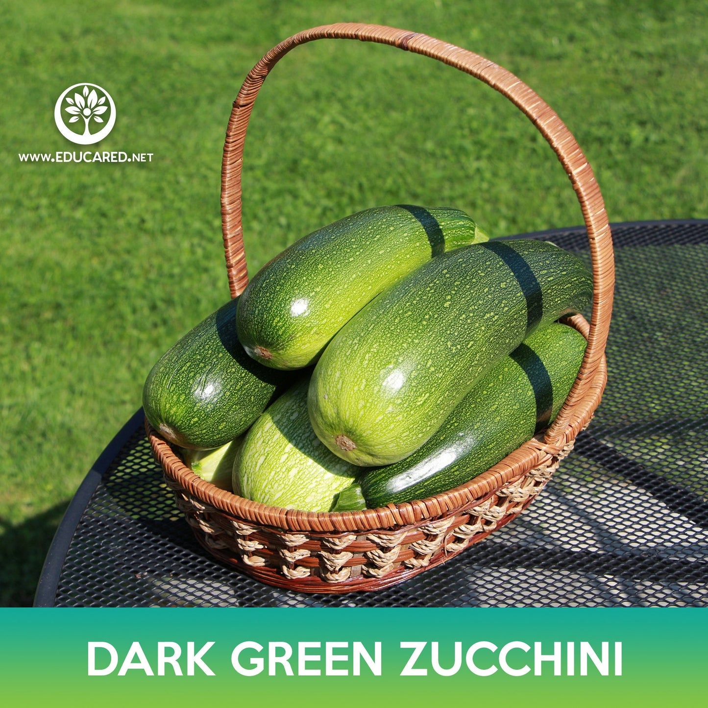 Dark Green Zucchini Seeds