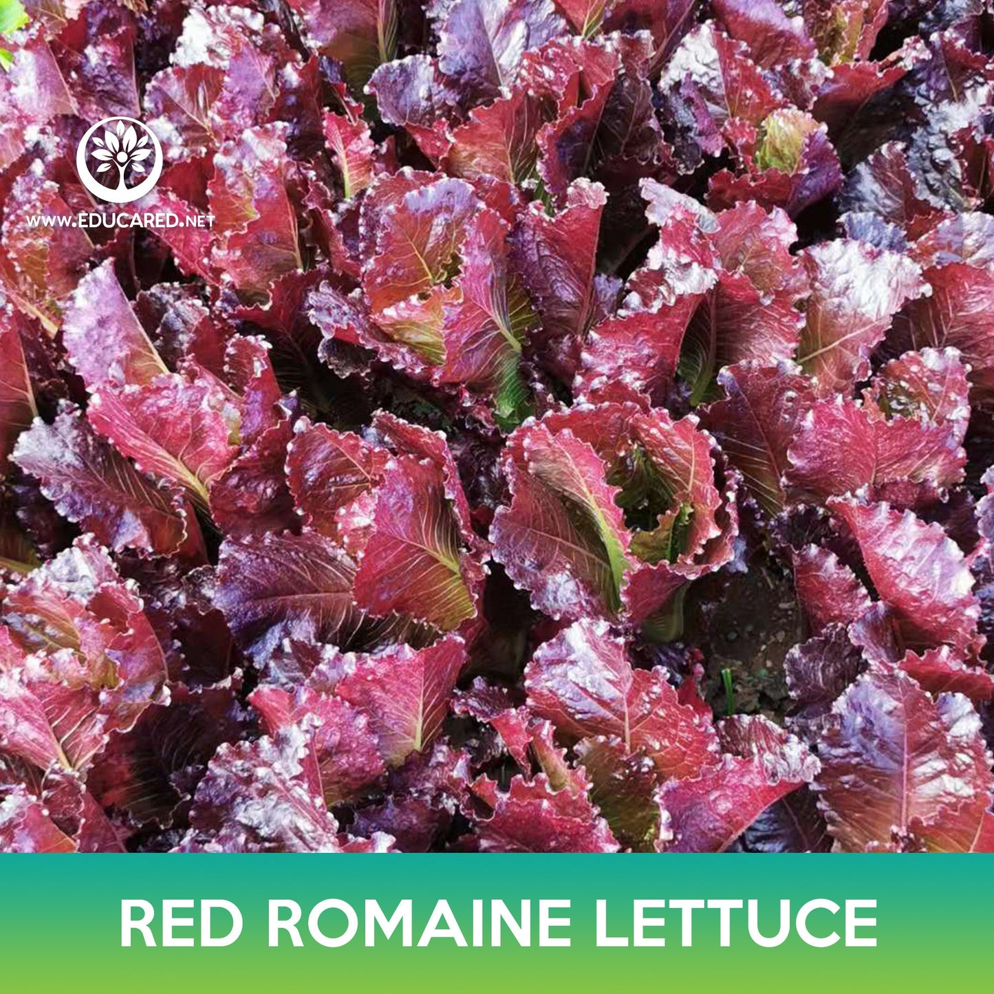 Red Romaine Lettuce Seeds, Lactuca sativa