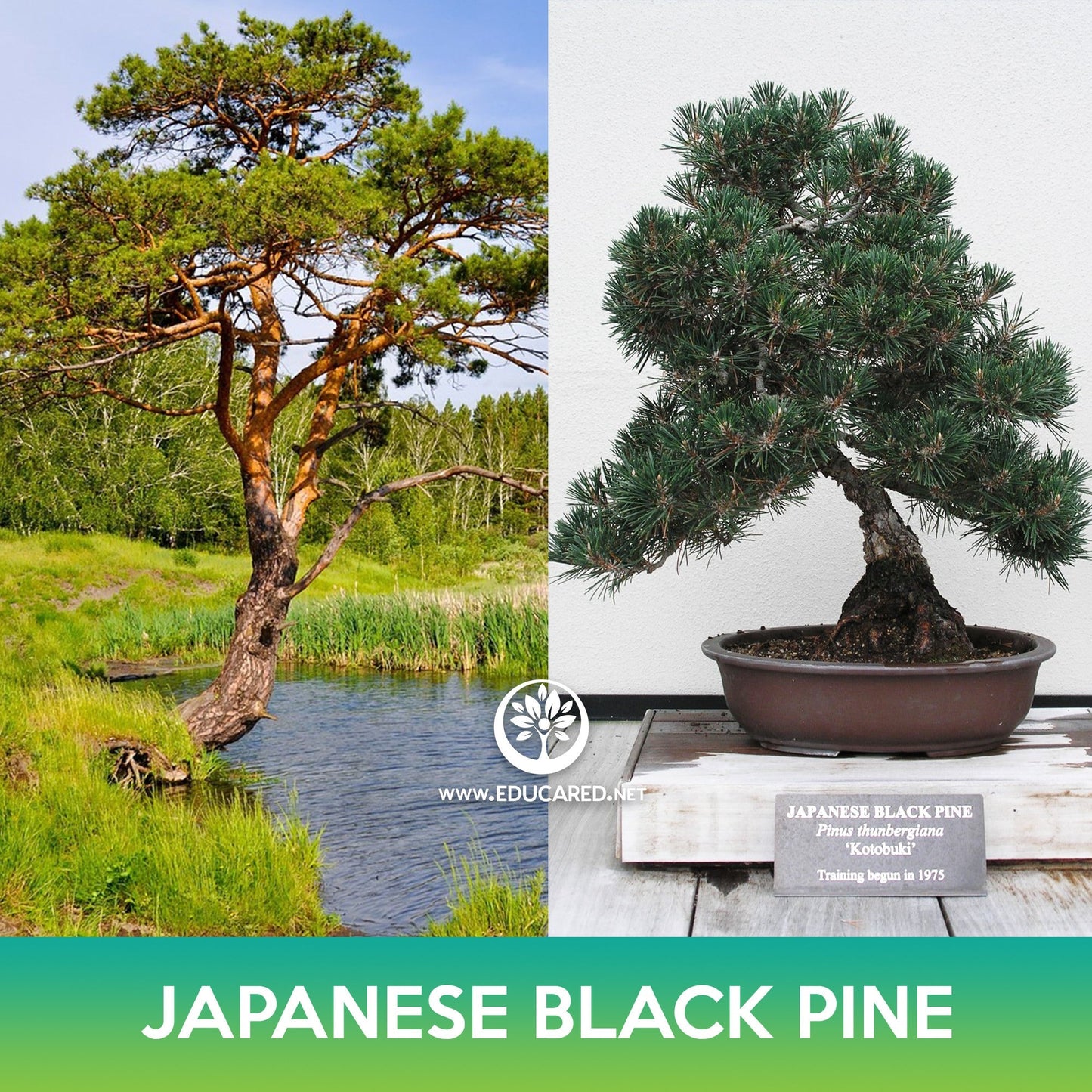 Japanese Black Pine Tree Seeds
