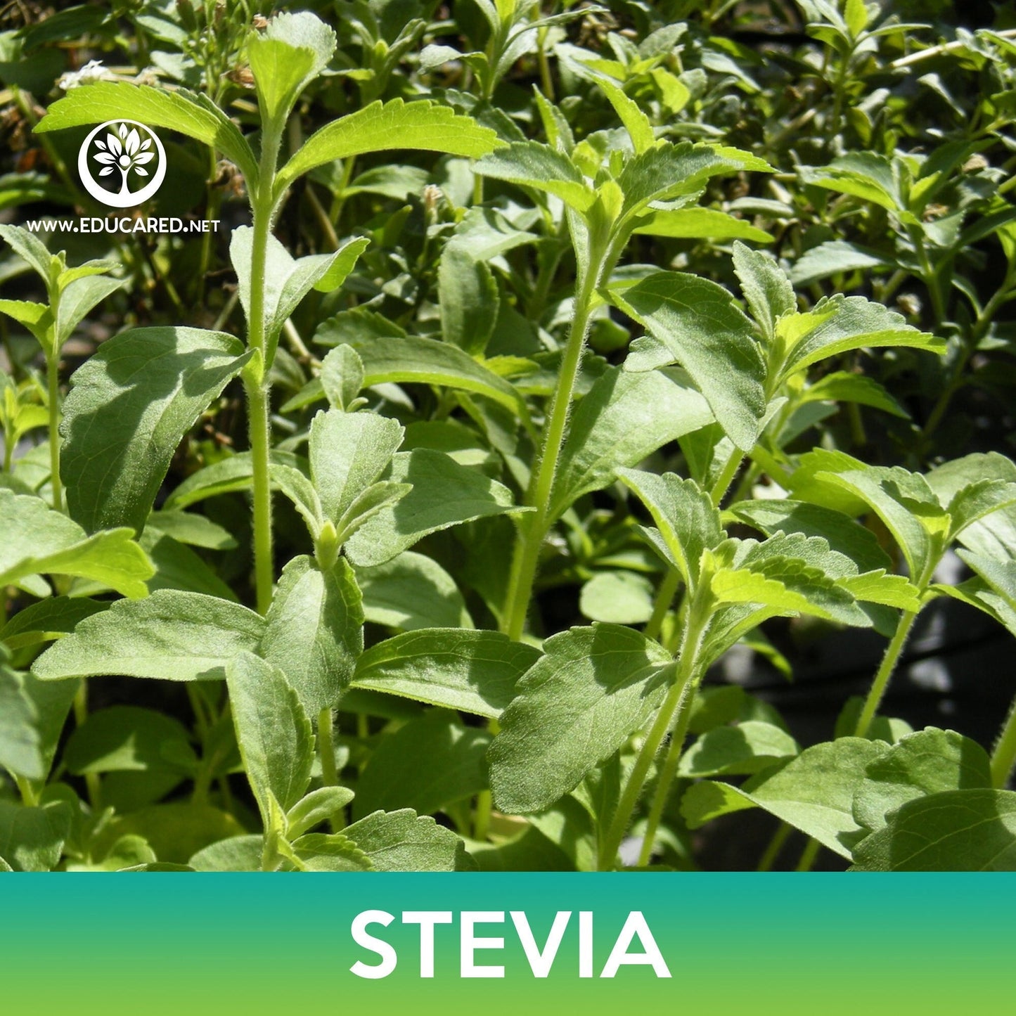 Stevia Seeds