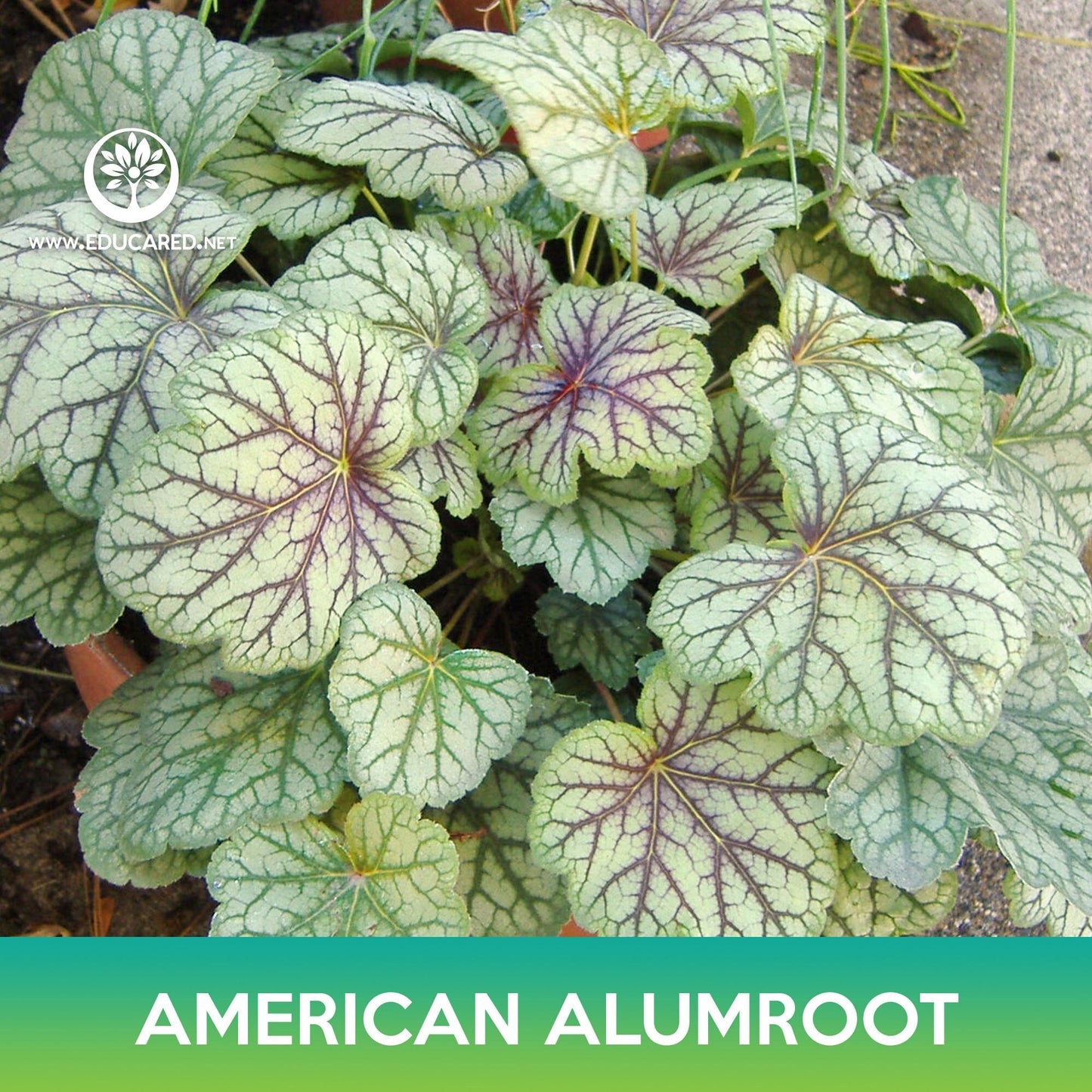 American Alumroot Seeds, Coral Bells, Heuchera Americana Dale's Strain