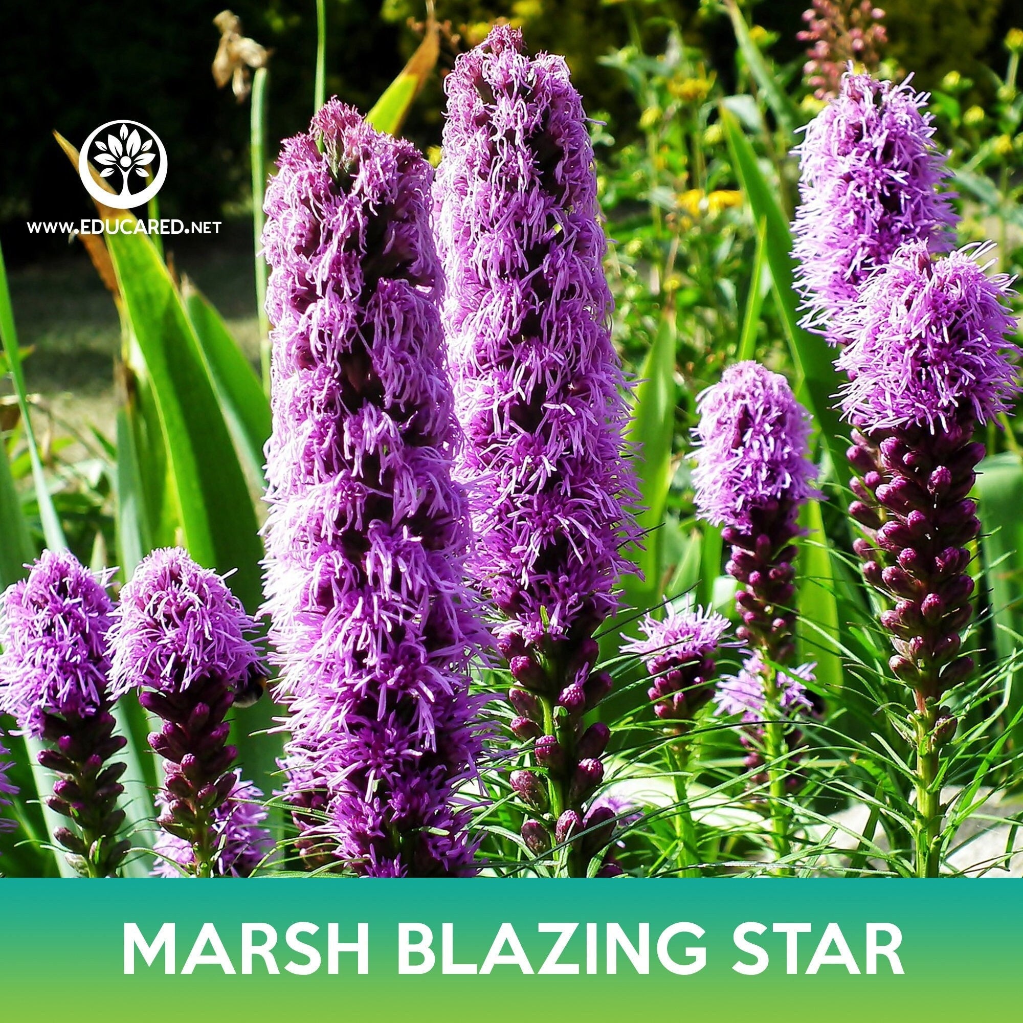 planting liatris seeds Marsh Blazing Star Seeds – Educared