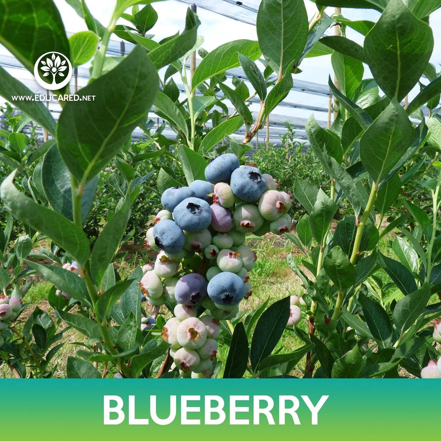 Highbush Blueberry Seeds