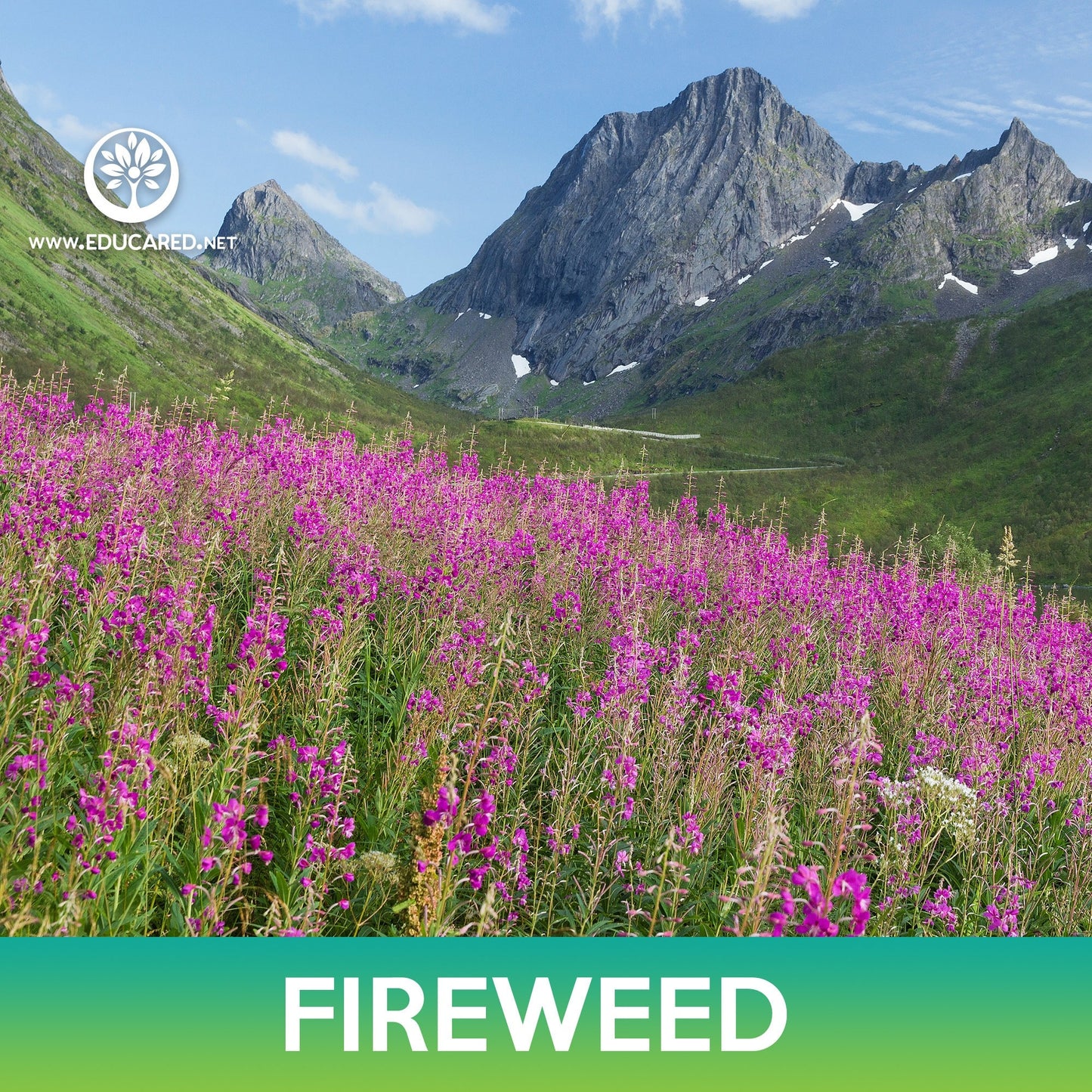 Fireweed Flower Seeds
