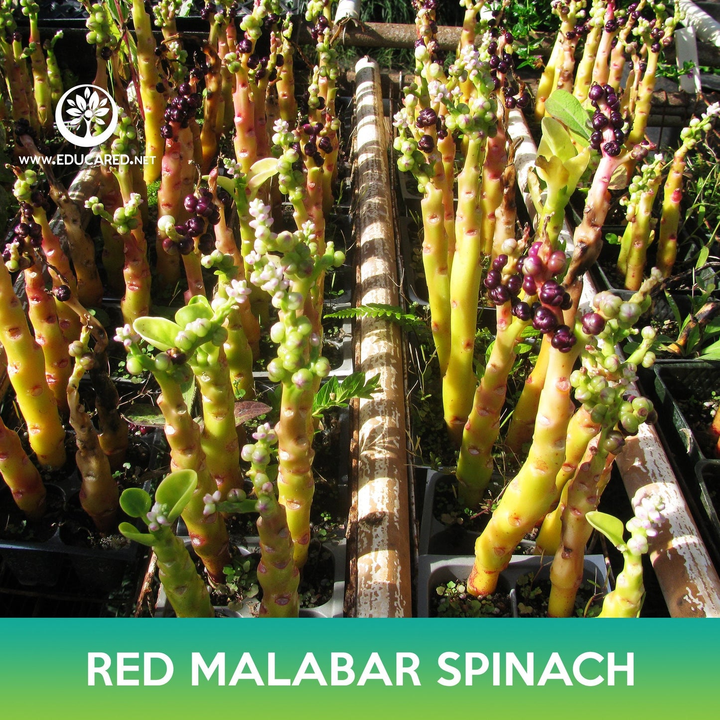 Red Malabar Spinach Seeds