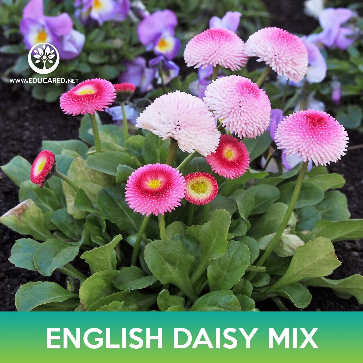 English Daisy Mix Seeds, Bellis Perennis Super Enorma