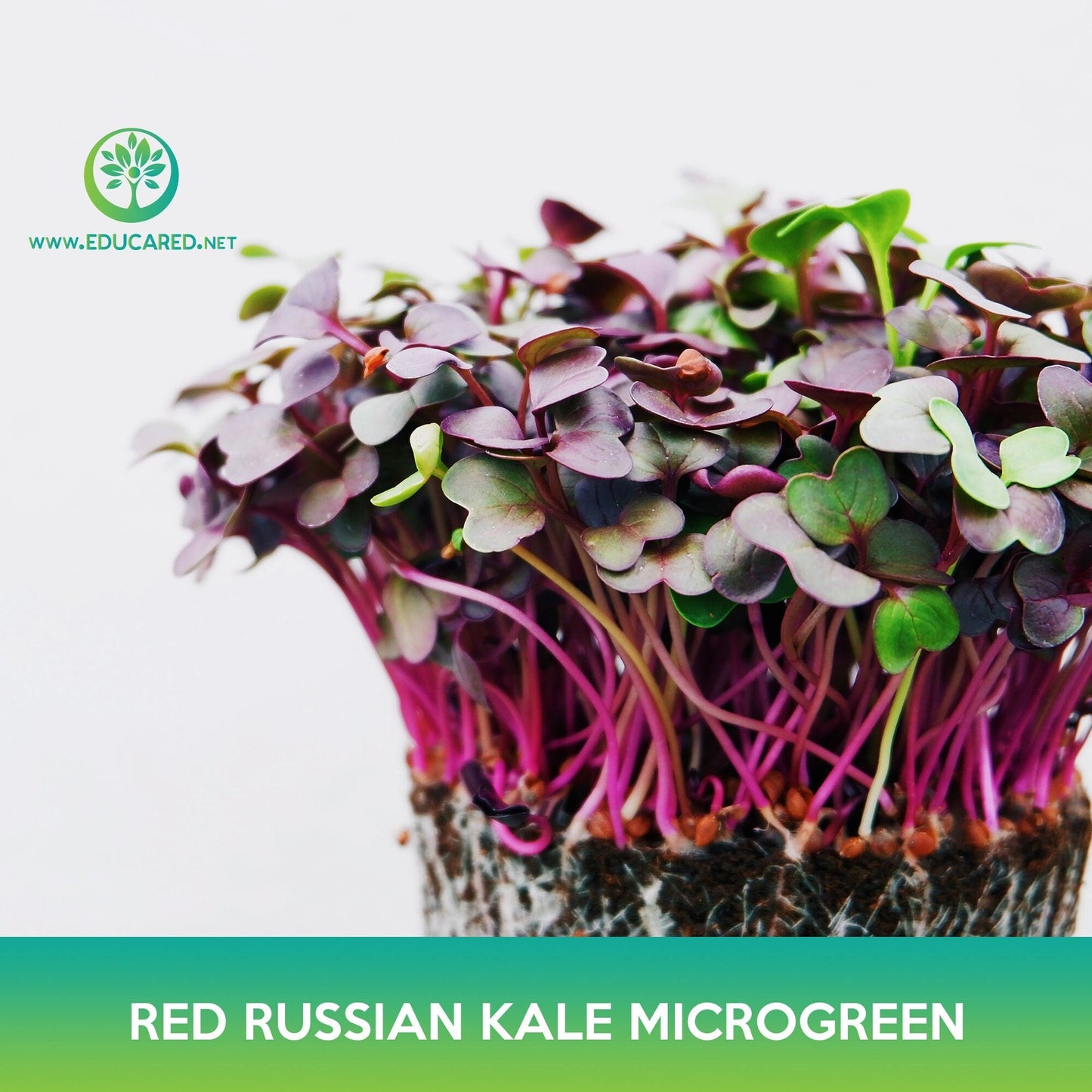 Red Russian Kale Microgreen Seeds