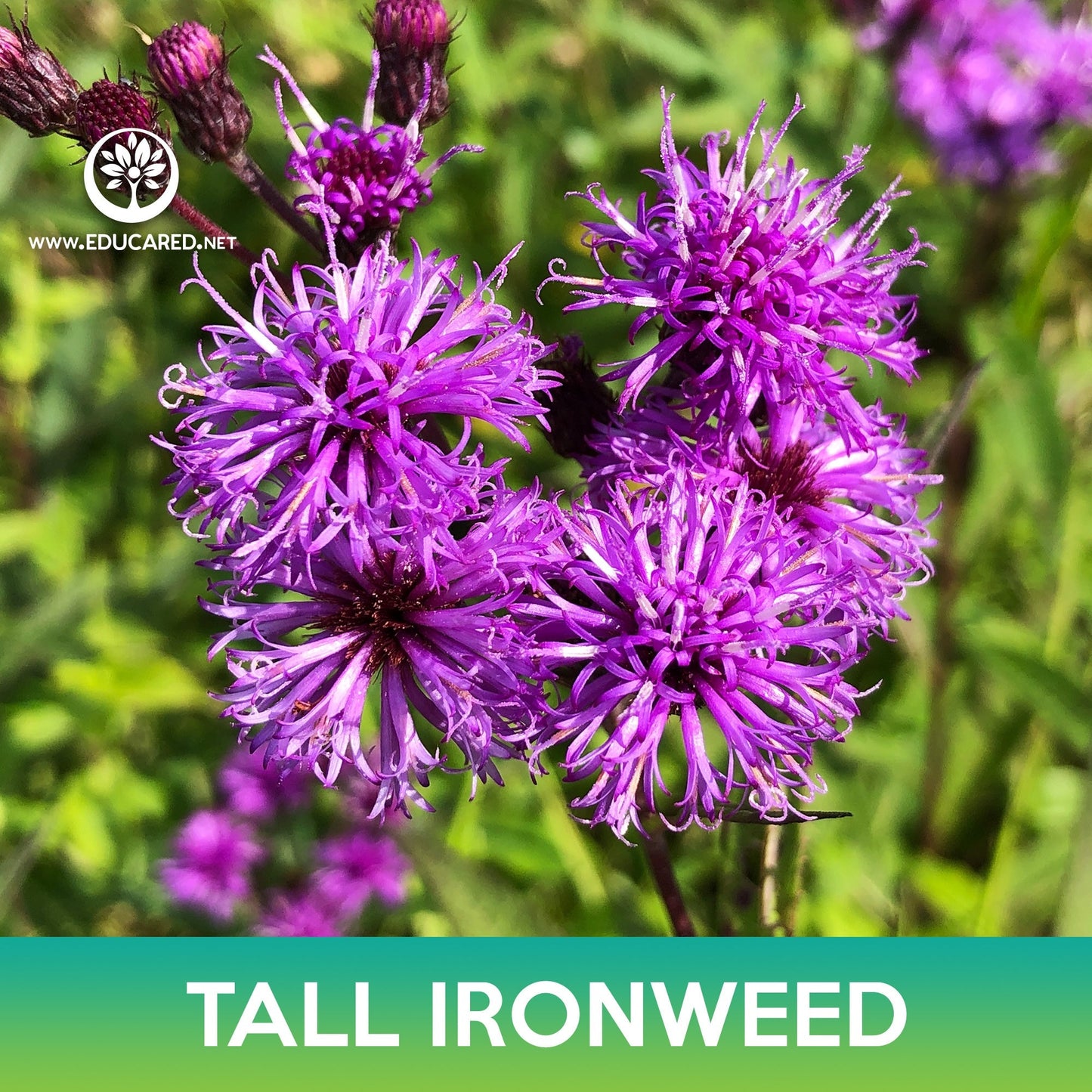 Tall Ironweed Seeds
