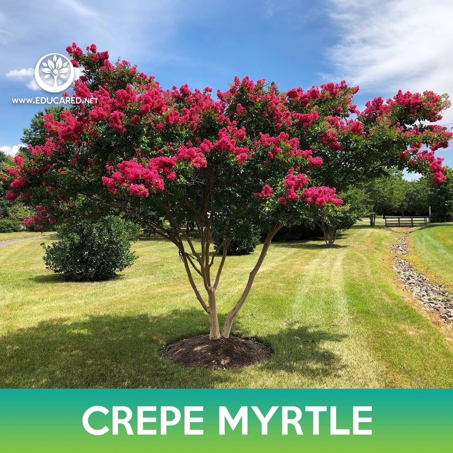 Crepe Myrtle Tree Seeds