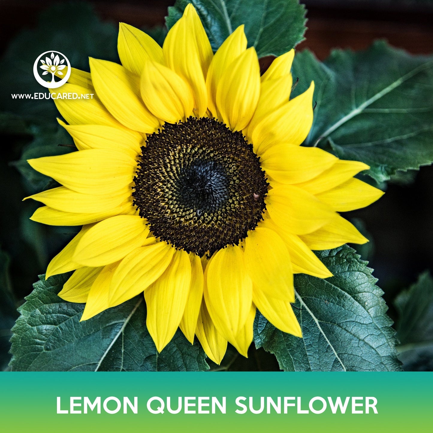 Lemon Queen Sunflower Seeds