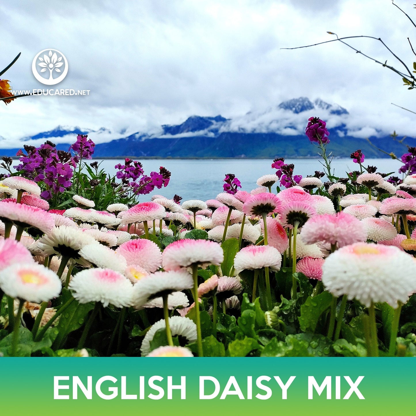 English Daisy Mix Seeds, Bellis Perennis Super Enorma