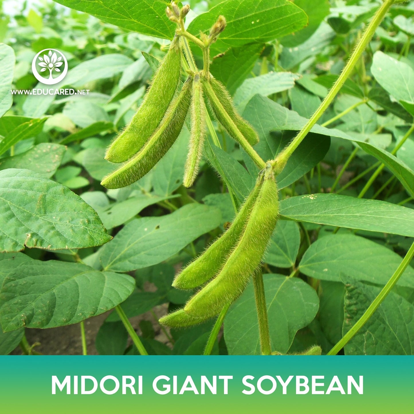 Midori Giant Soybean Seeds