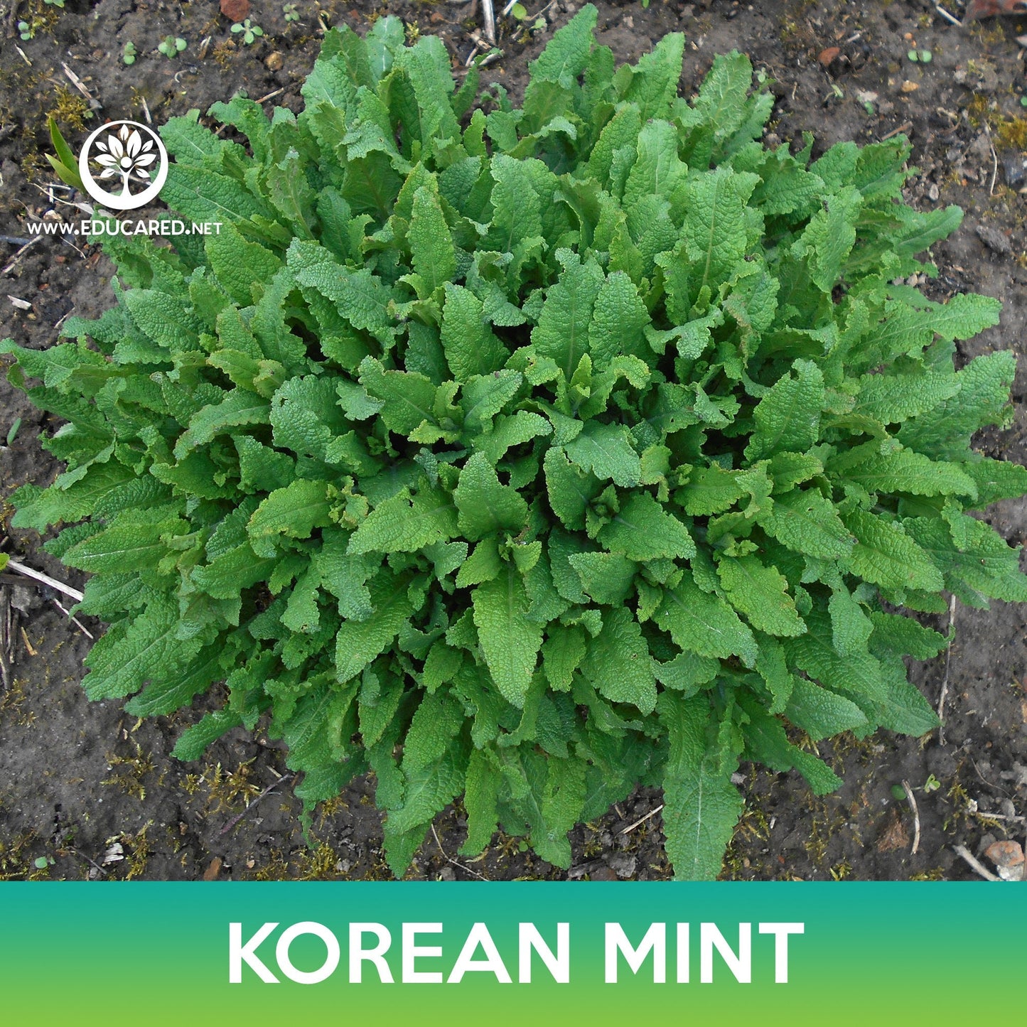 Korean Mint Seeds, Purple Giant Hyssop