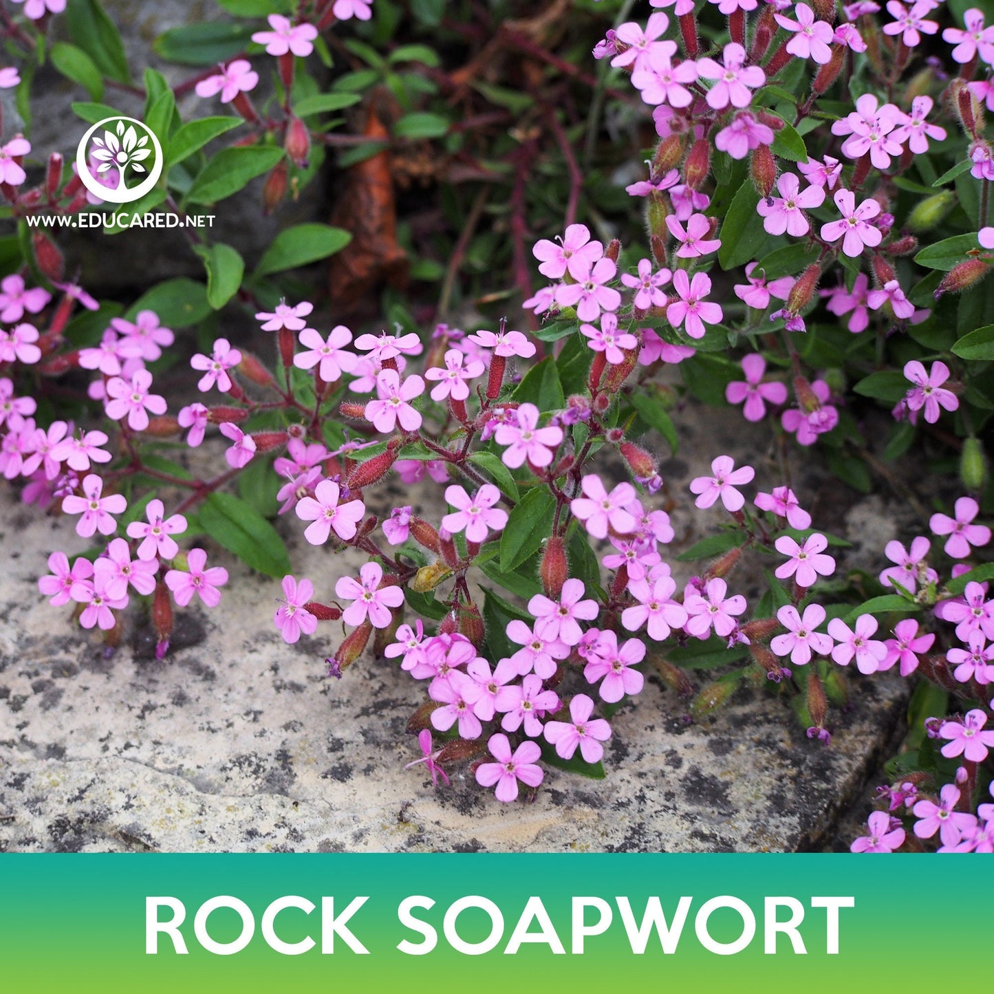 Rock Soapwort Seeds