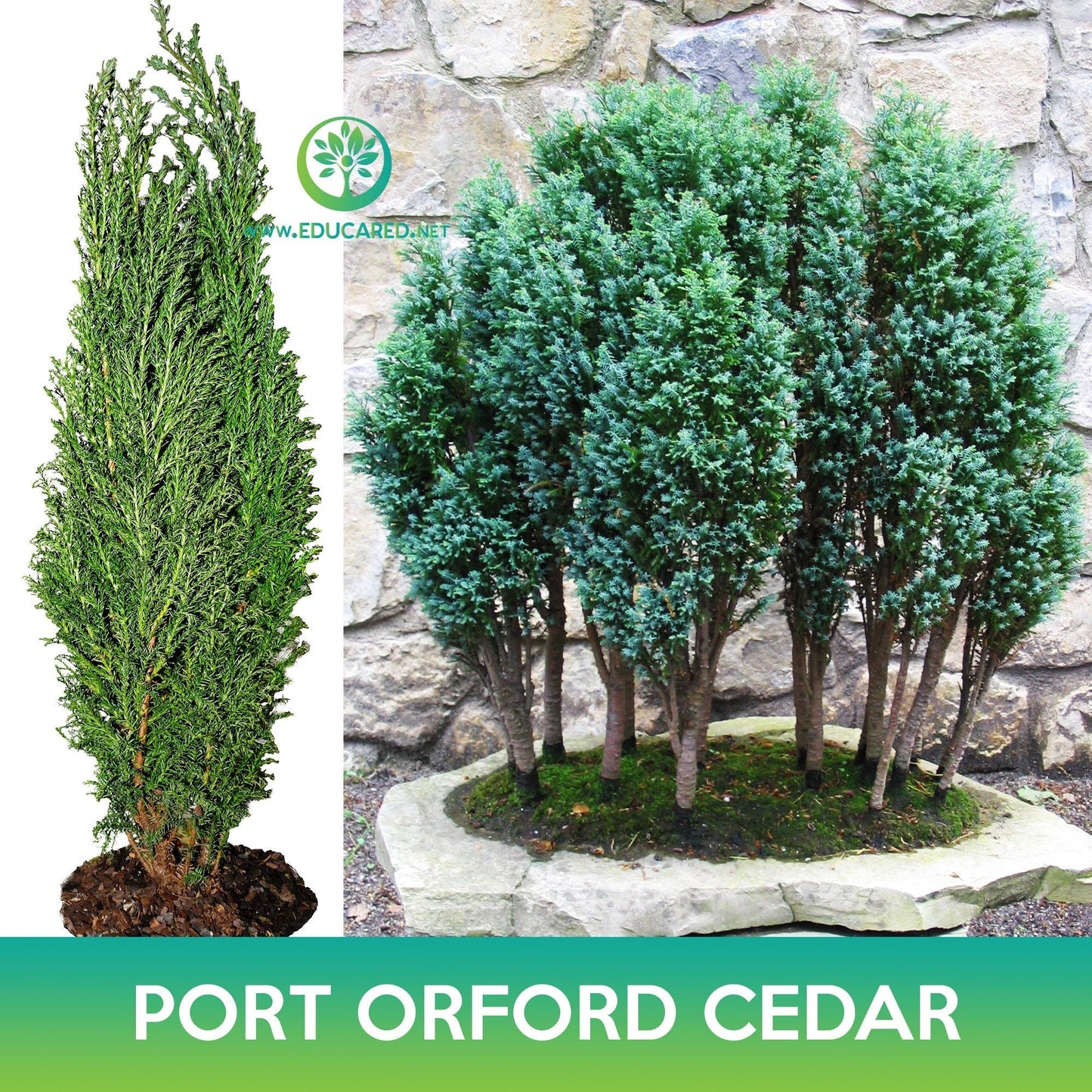 Port Orford Cedar Seeds, Lawson Cypress