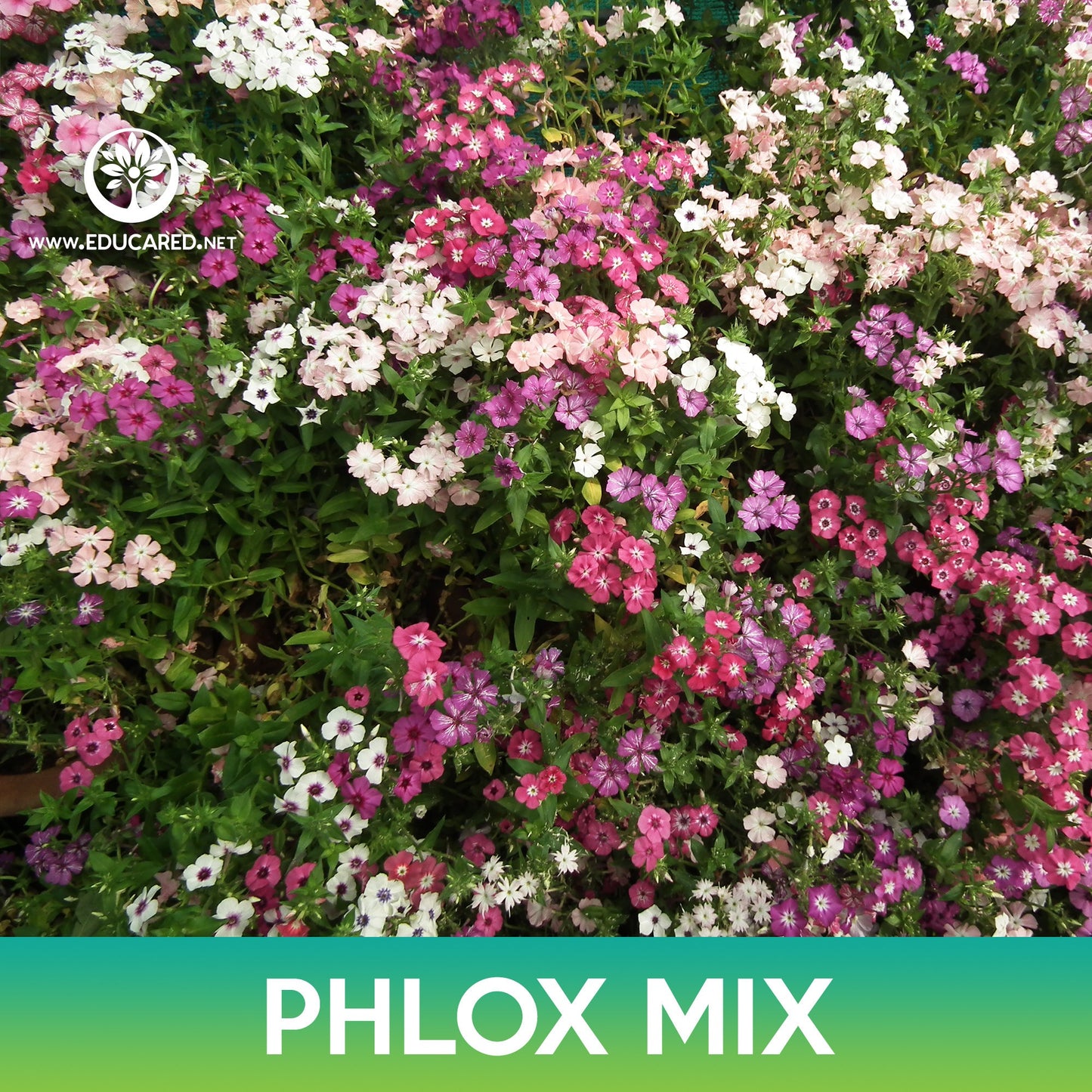 Phlox Flower Mix Seeds