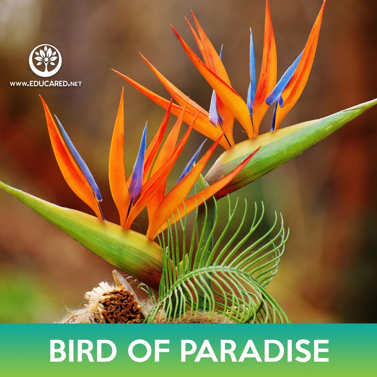 Bird of Paradise Seeds