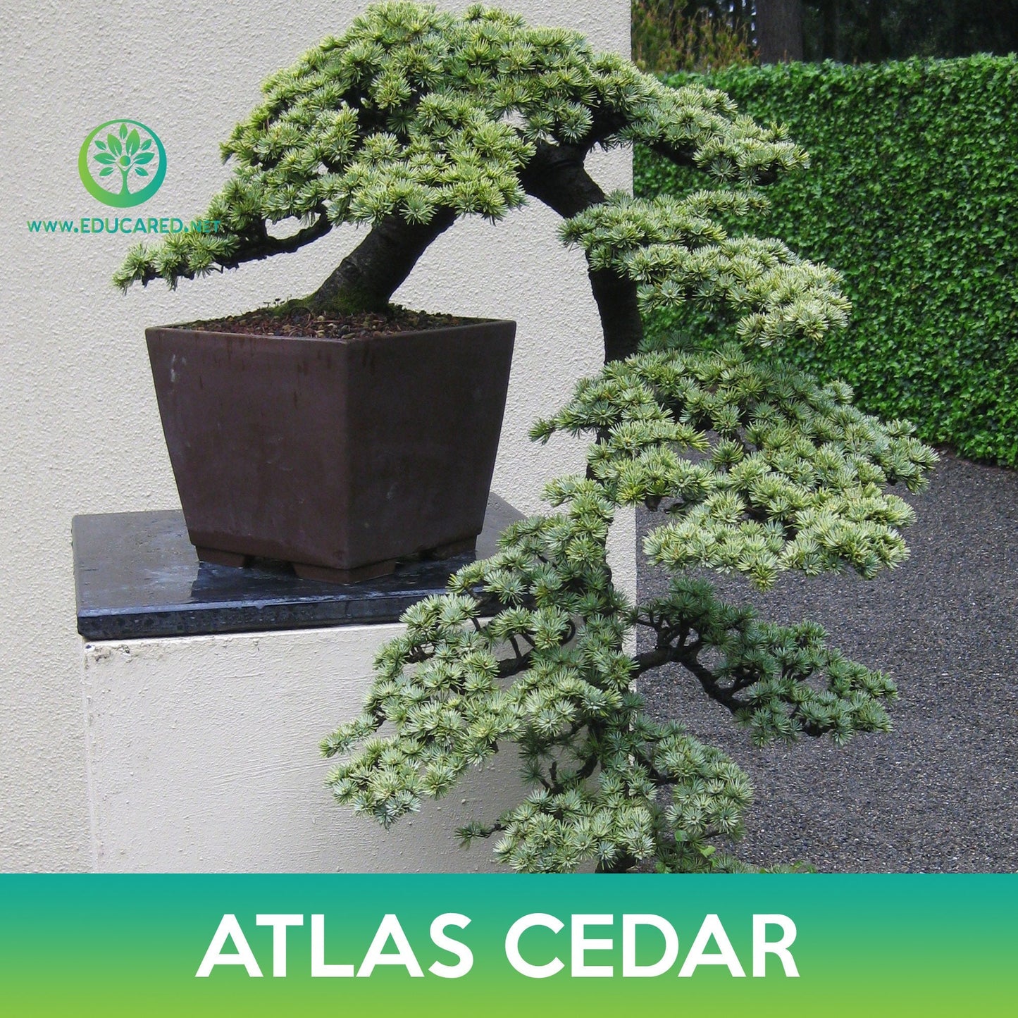 Atlas Cedar Tree Seeds