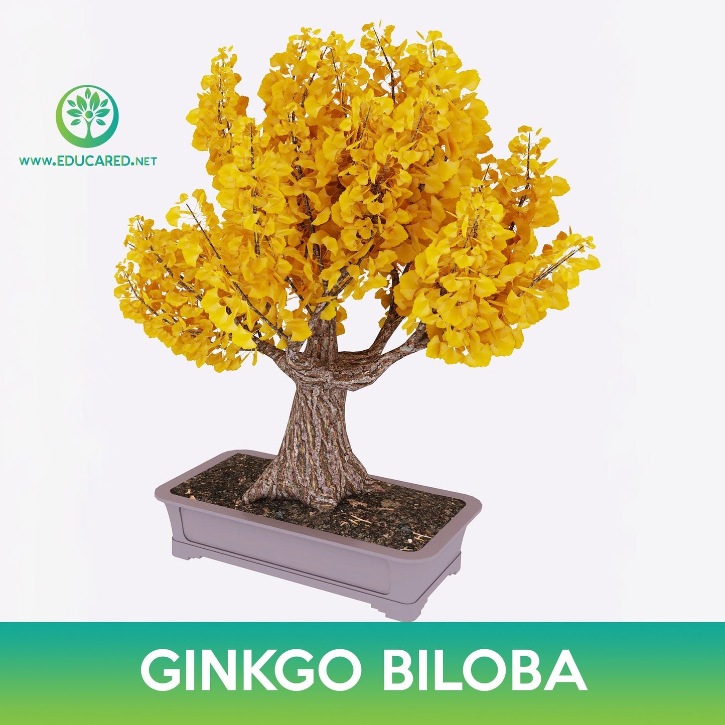 Ginkgo Biloba Tree Seeds