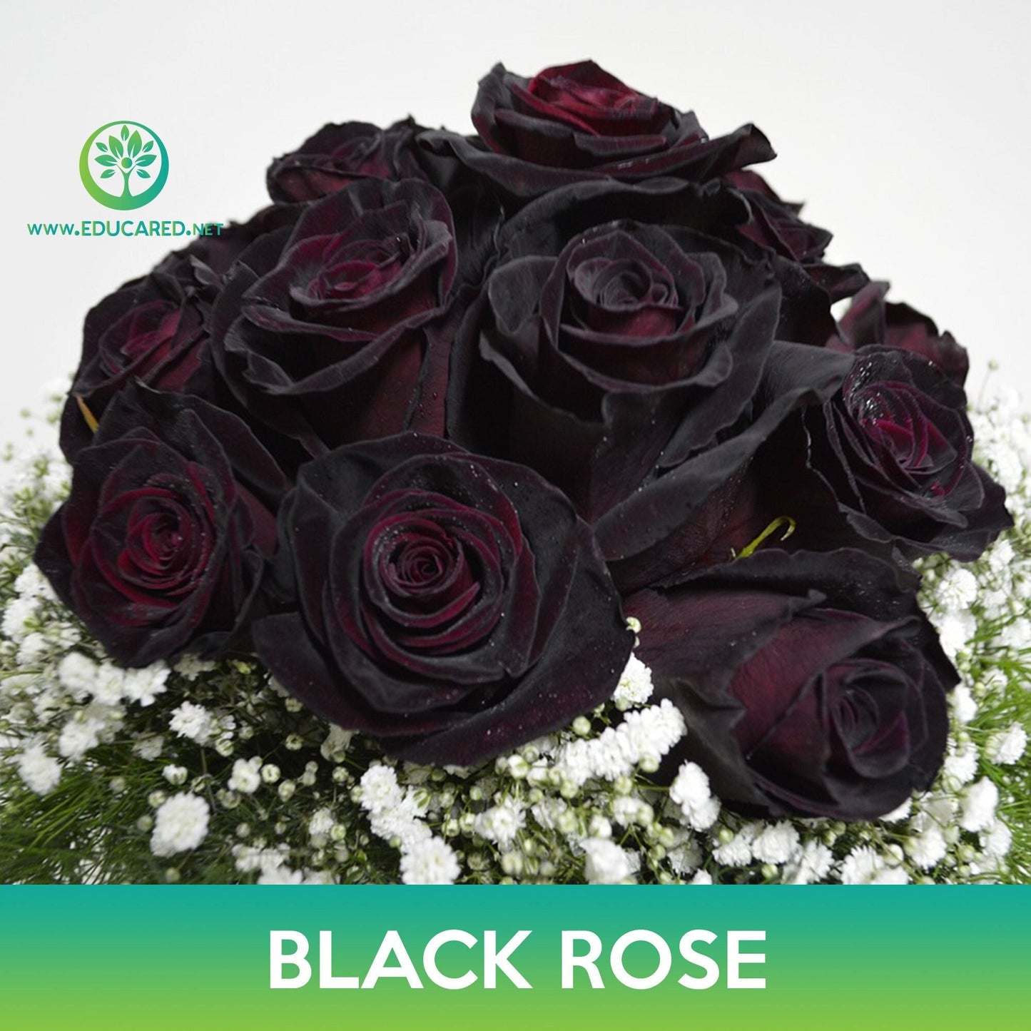 Black Rose Seeds