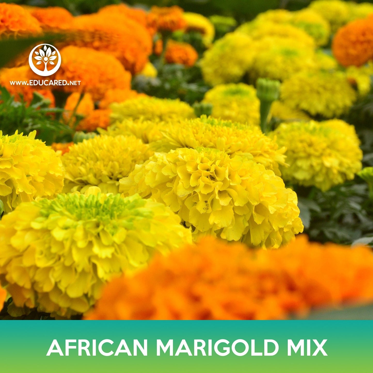 African Marigold Flower Mix Seeds