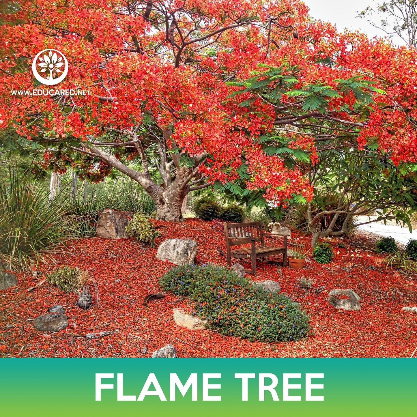 Flame Tree Seeds, Royal Poinciana, Delonix regia