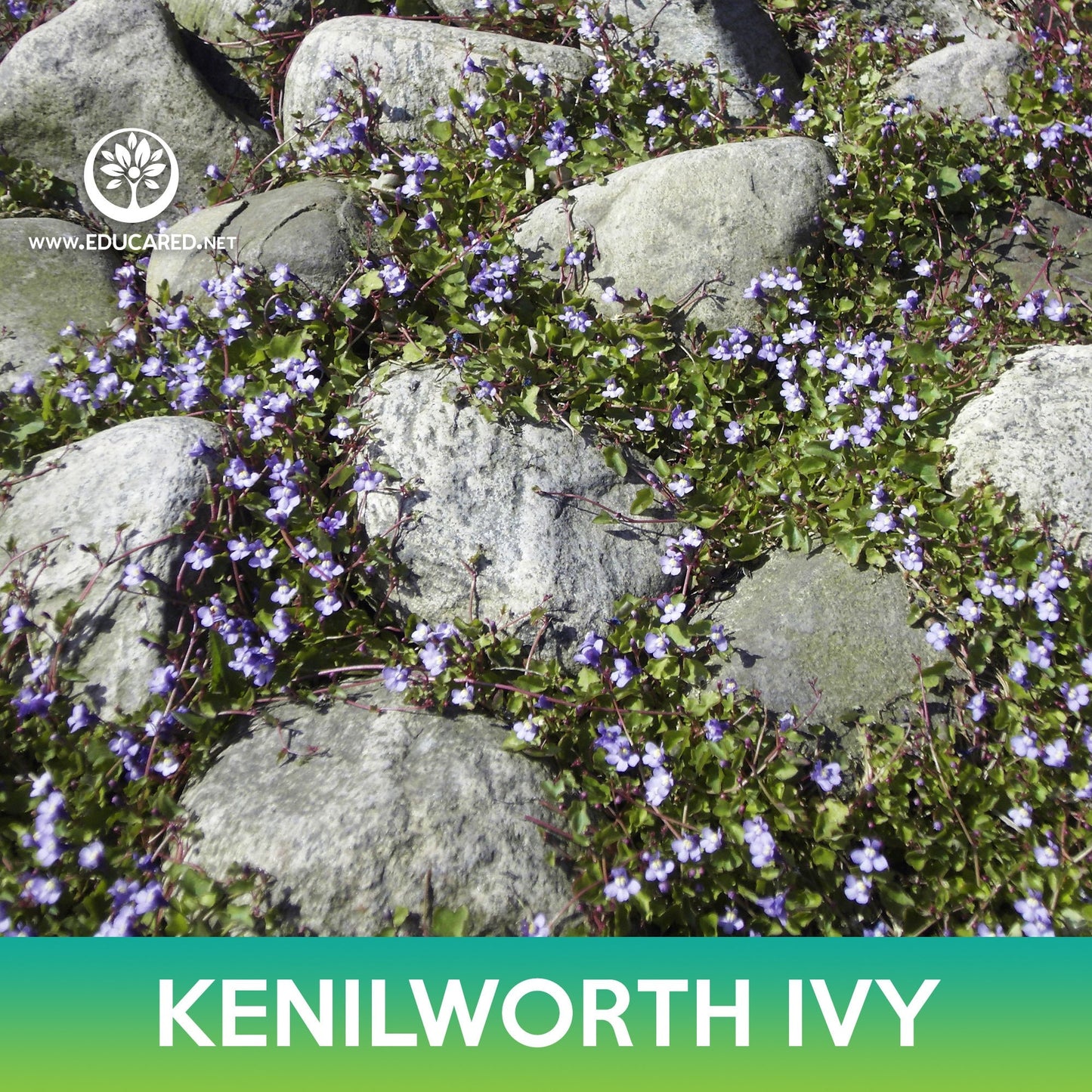 Kenilworth Ivy Seeds, Cymbalaria Muralis