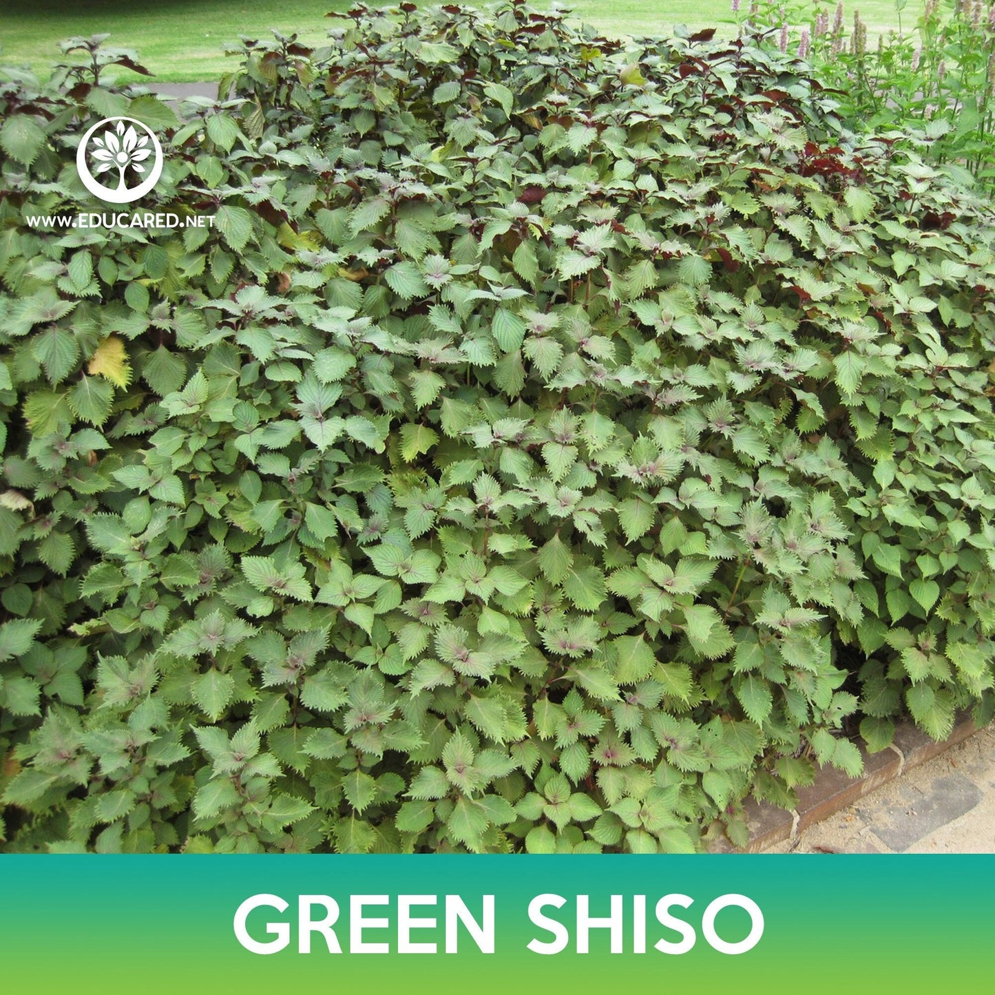 Green Shiso Seeds