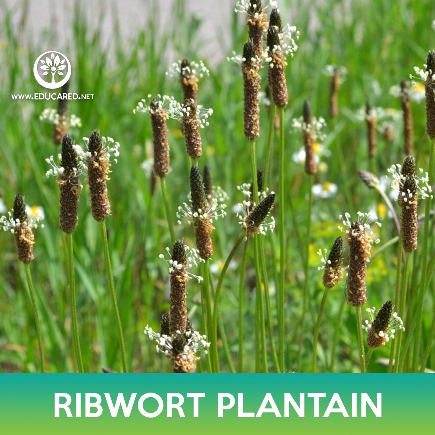 Ribwort Plantain Seeds