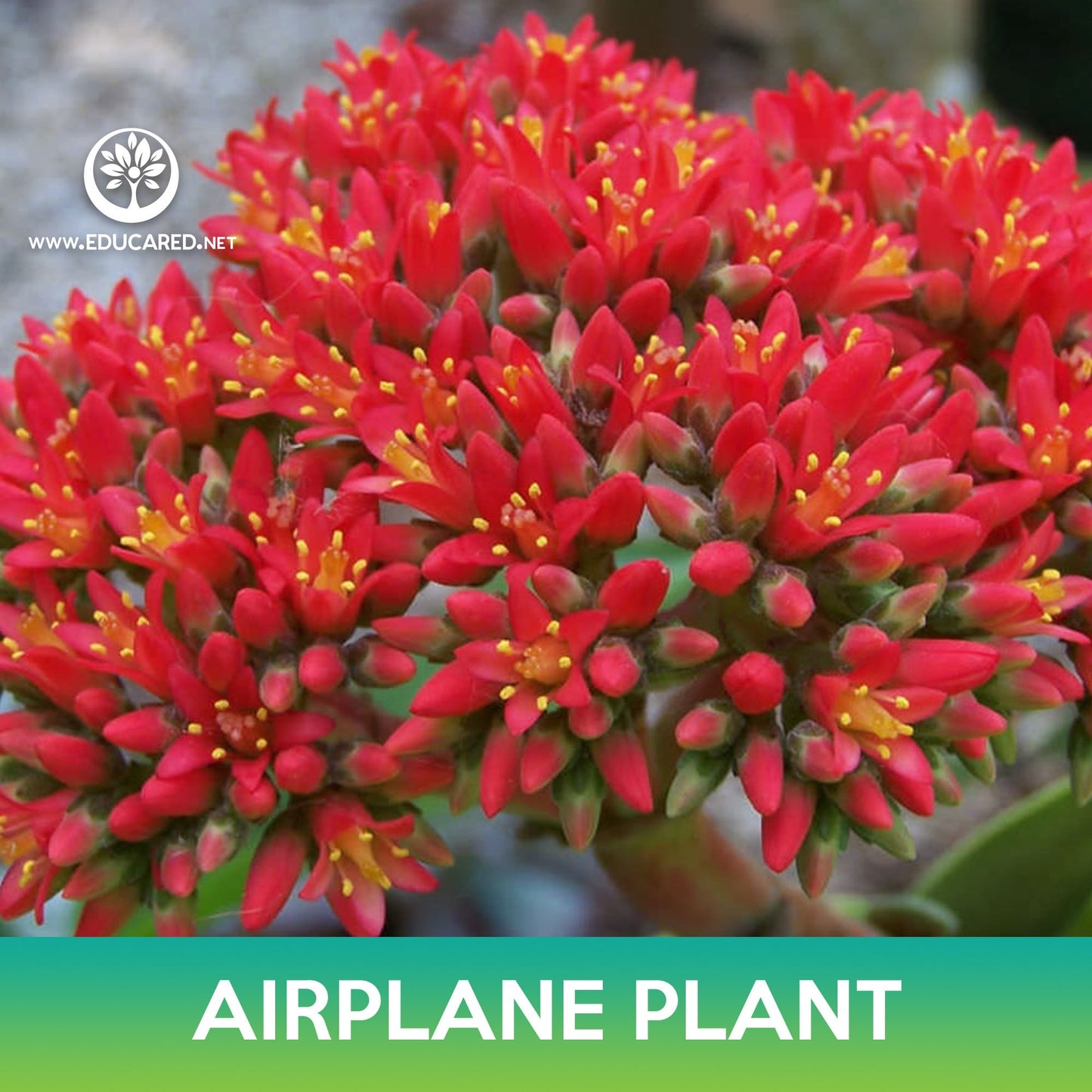 Airplane Plant Seed, Crassula Perfoliata Succulent Seeds