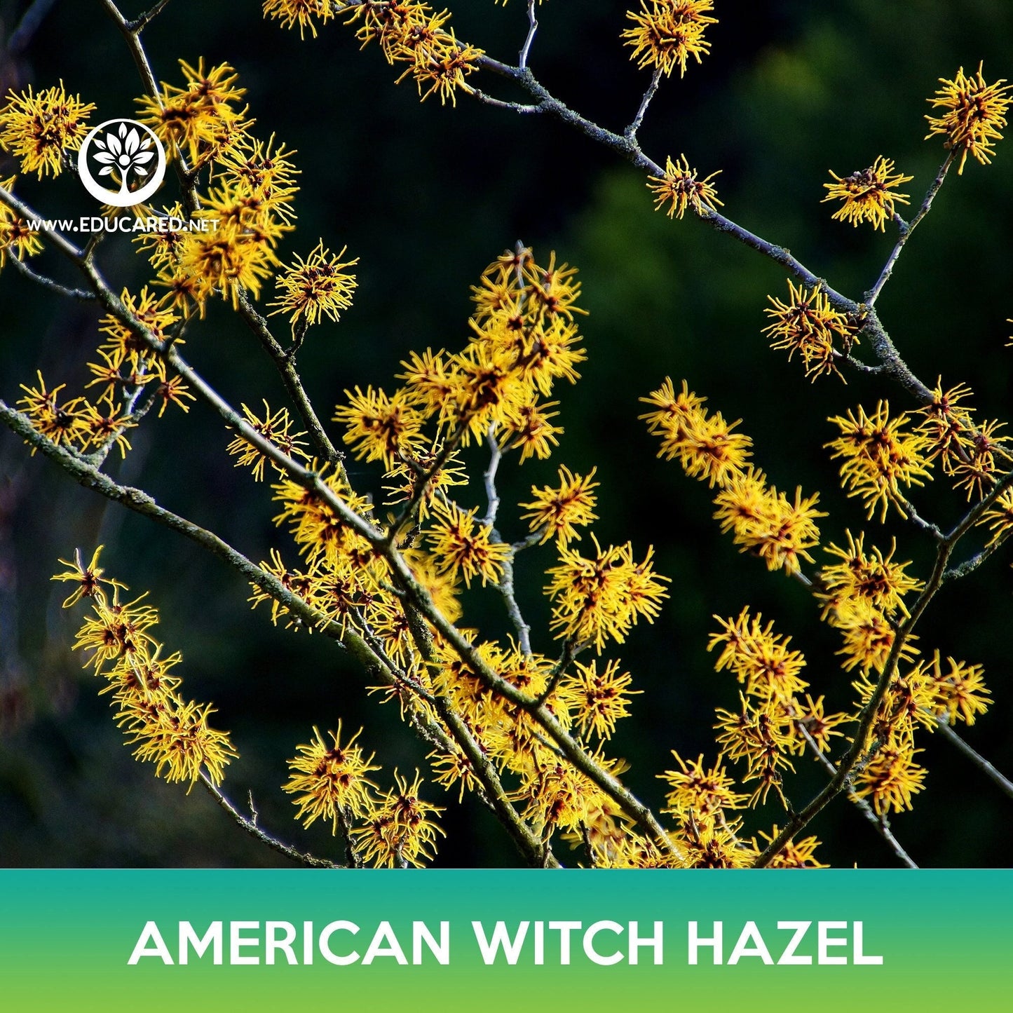 American Witch-Hazel Tree Seeds