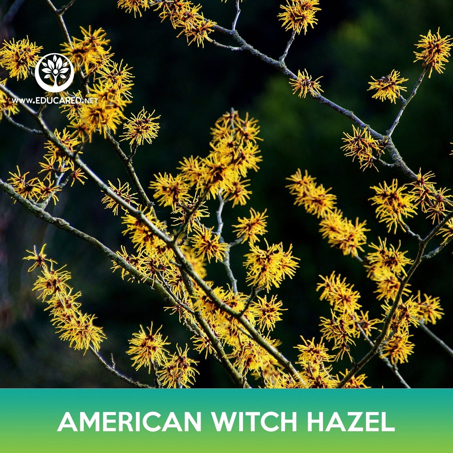 American Witch Hazel Tree Seeds, Hamamelis virginiana, Fragrant yellow Bloom Tree