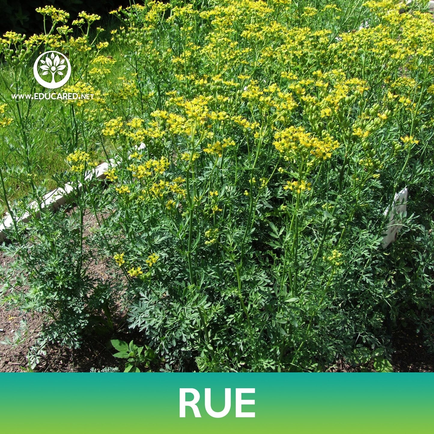 Rue Seeds, Ruta graveolens