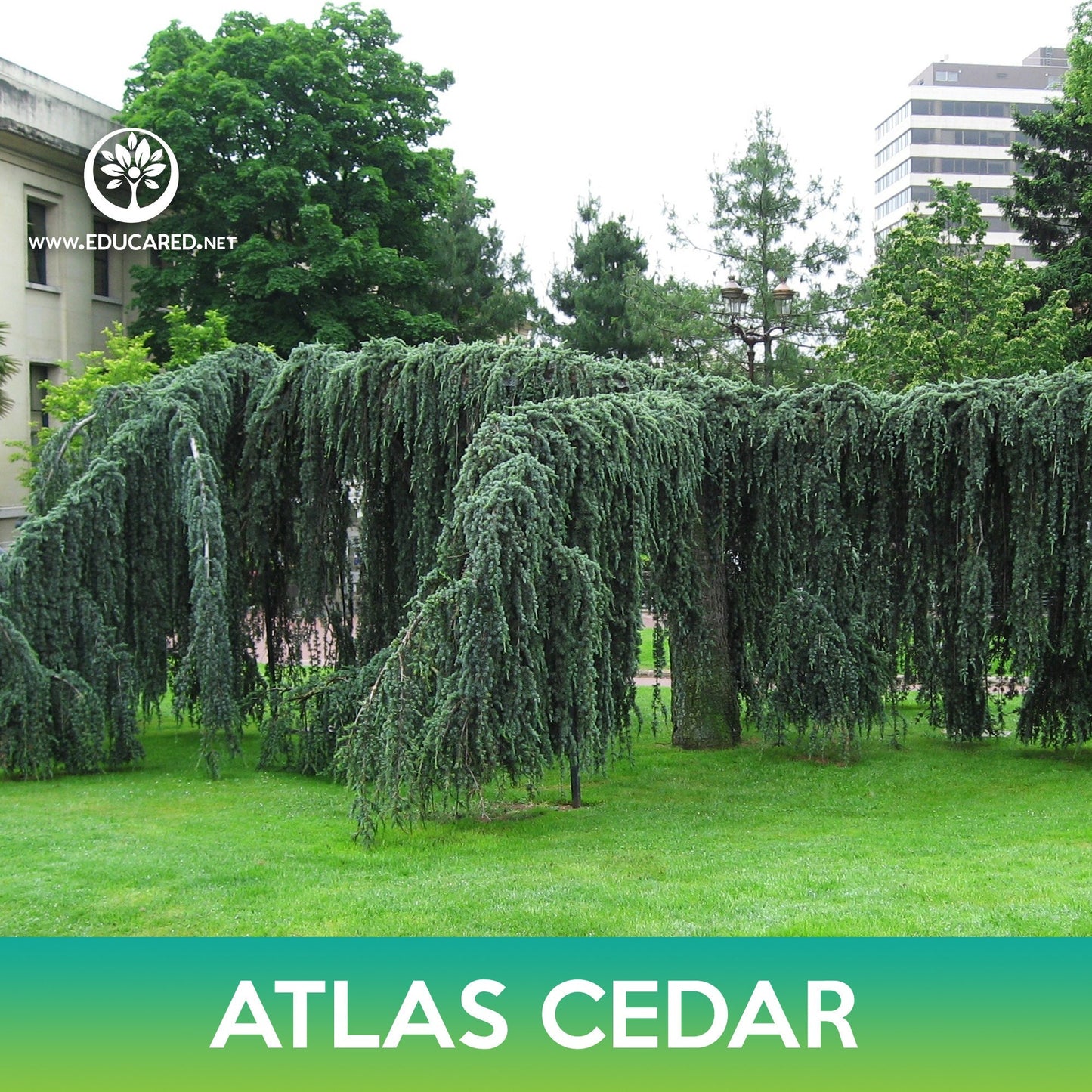 Atlas Cedar Tree Seeds