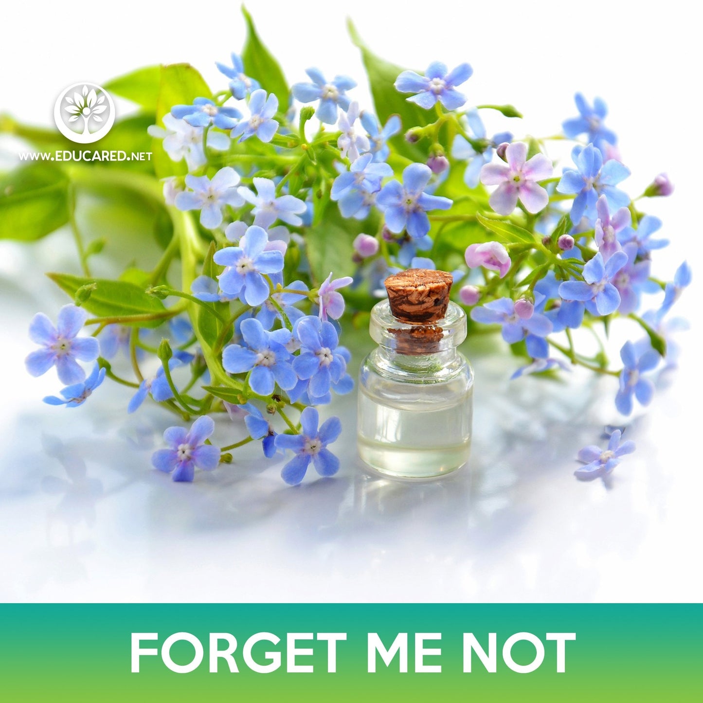 Forget-Me-Not Flower Seeds