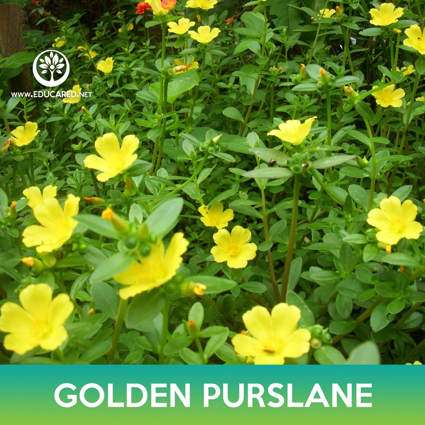 Golden Purslane Seeds