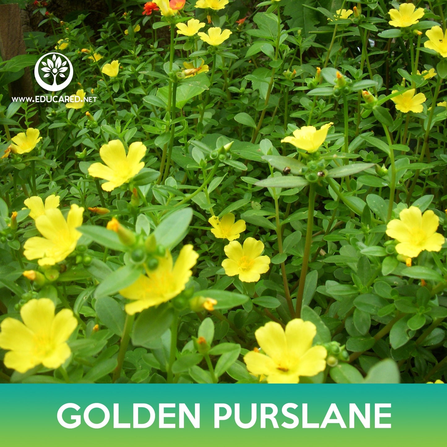 Golden Purslane Seeds, Portulaca oleracea sativa