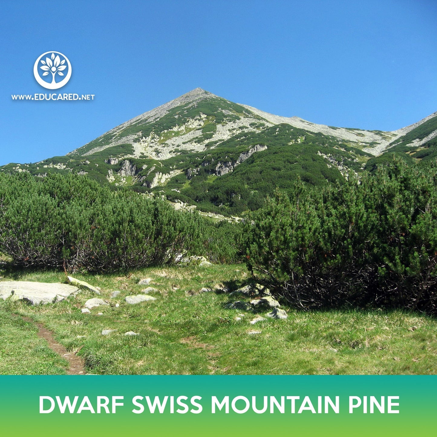 Dwarf Swiss Mountain Pine Tree Seeds